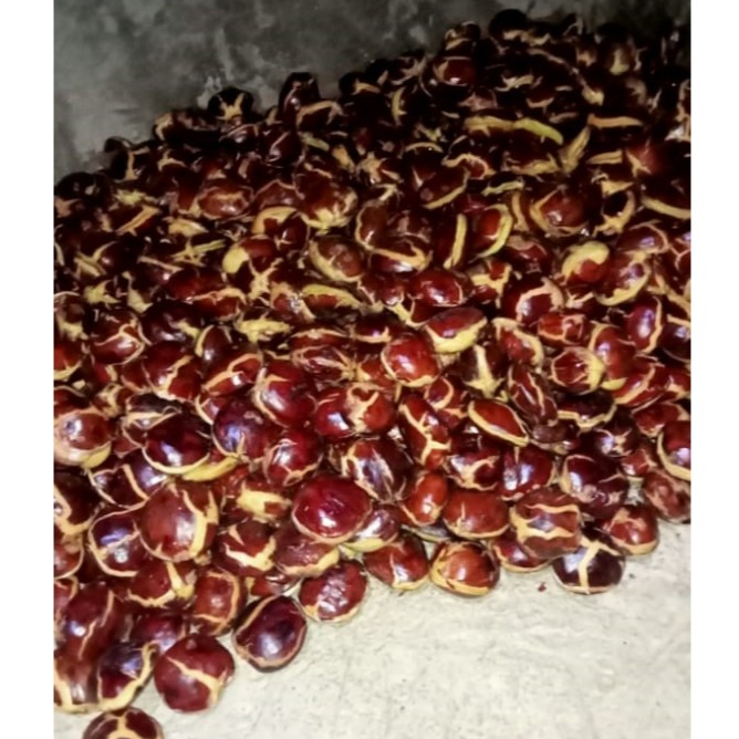 

NOB JengkoltuaspekABmantapkemasan1kg/2kg
