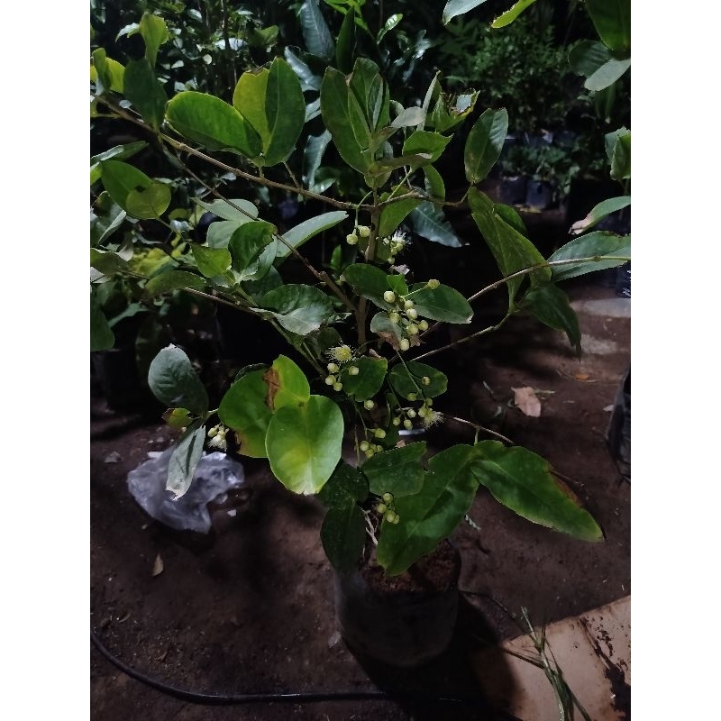 Bibit Jambu Air kondisi berbunga