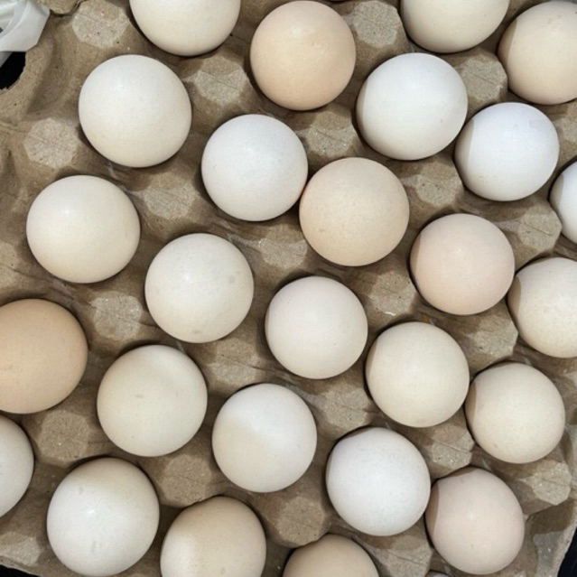 

AYAM TELUR OMEGA 6pcs