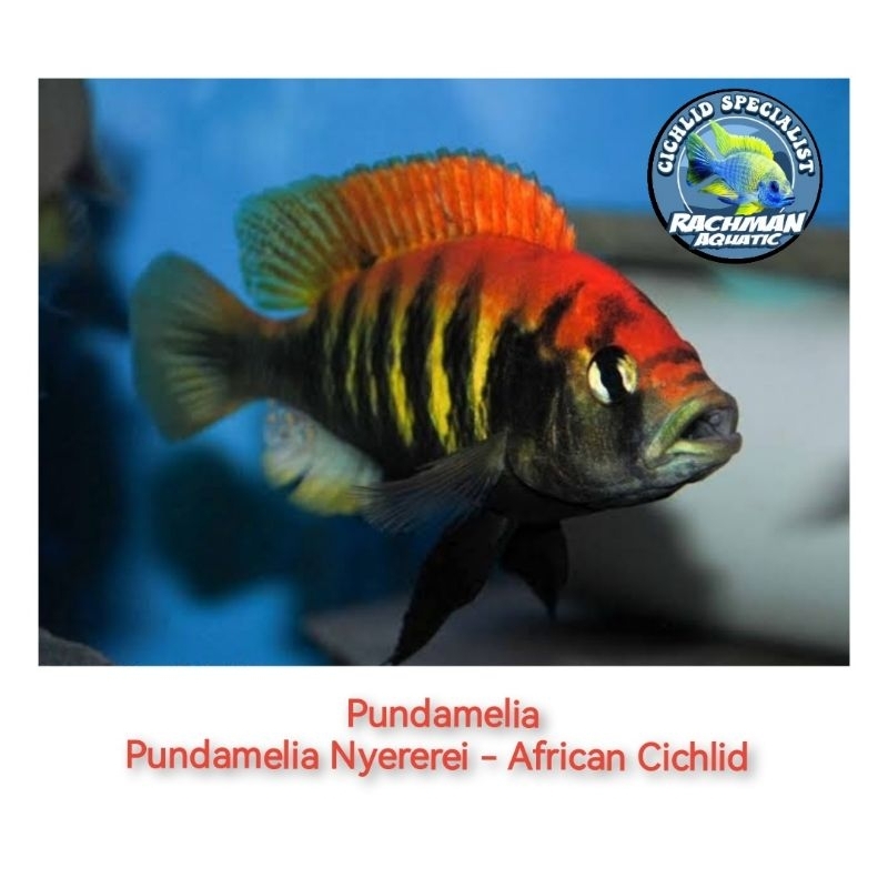 Pundamelia Cichlid (Pundamelia Nyererei)