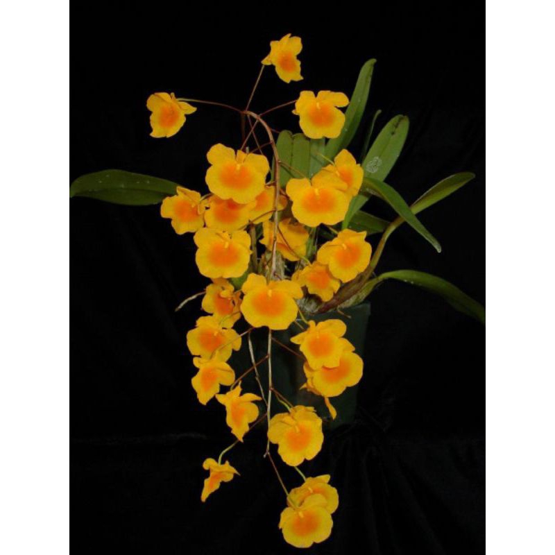 Anggrek Spesies Dendrobium Agregatum dewasa rimbun harga ekonomis