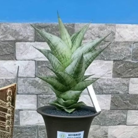 sansevieria hybrid dewa
