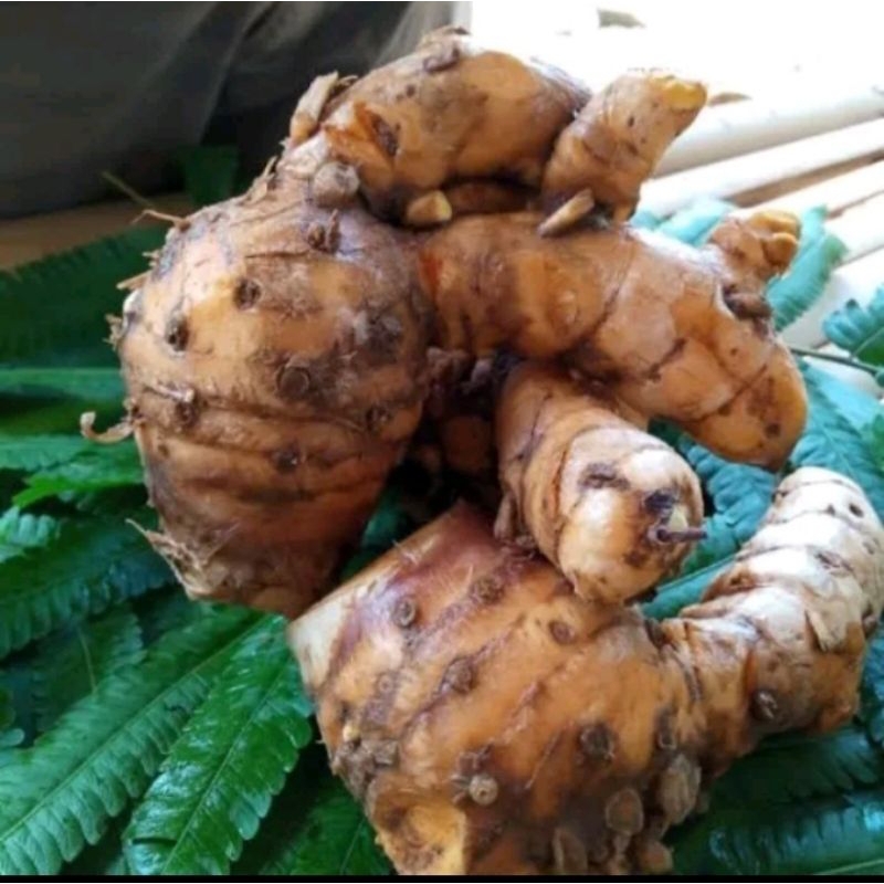 

temulawak curcuma zedoaria 1kg