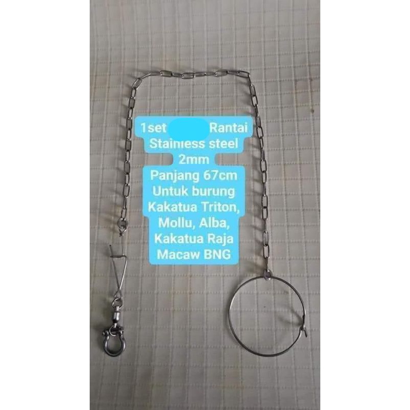 Rantai burung parrot besar ring omega 1