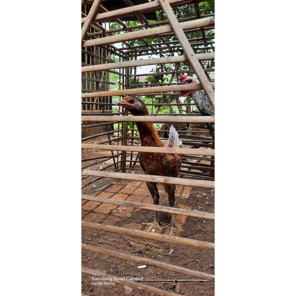 

Telur Ayam Pelung Bulu Brumbun Untuk Ditetaskan Fertil