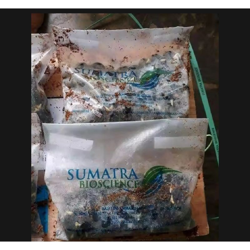 Benih bibit sawit LONSUM berkualitas