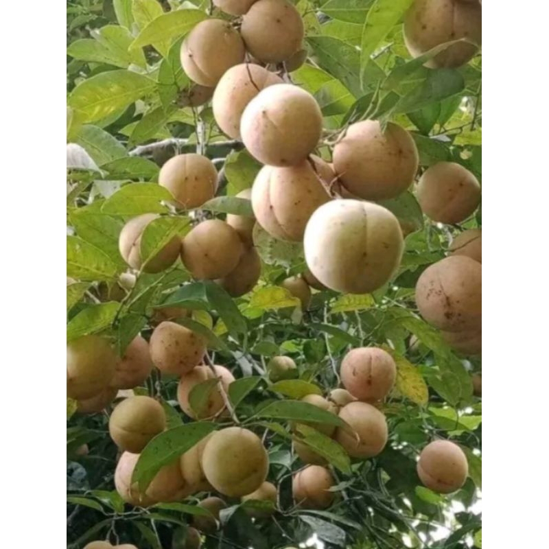 

promo buah pala segar 1kg - pala tua bisa buat bibit belum kupas pala utuh+kulit/ csngkang