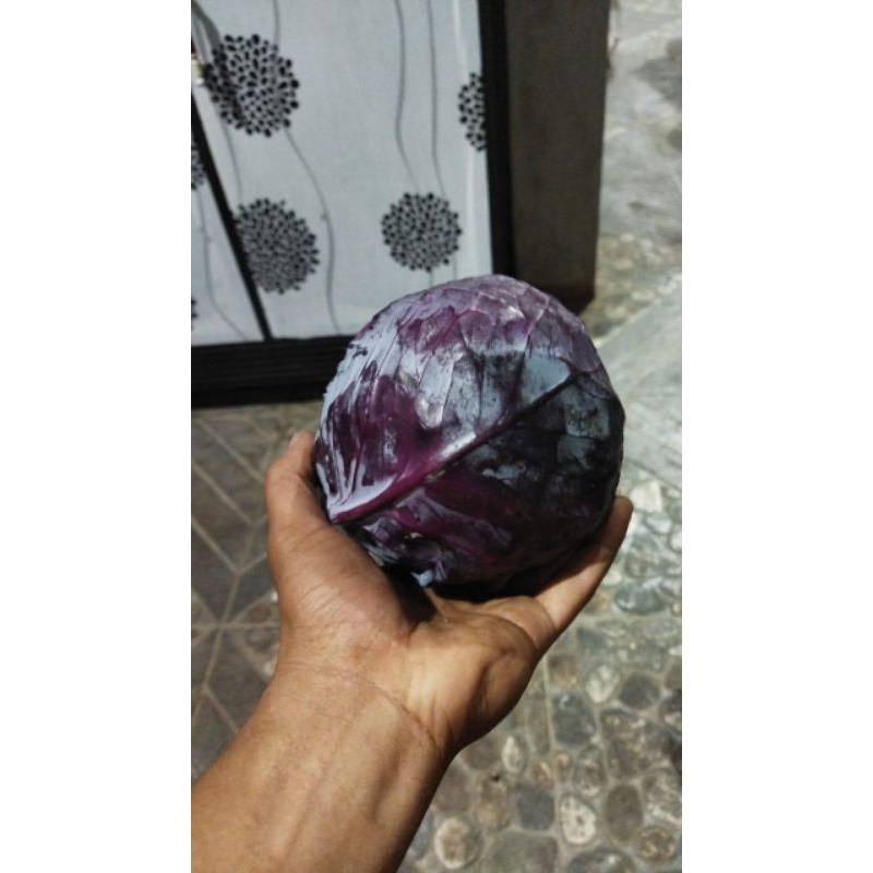 

KOL UNGU / KULBIS UNGU FRESH 1KG MURAH