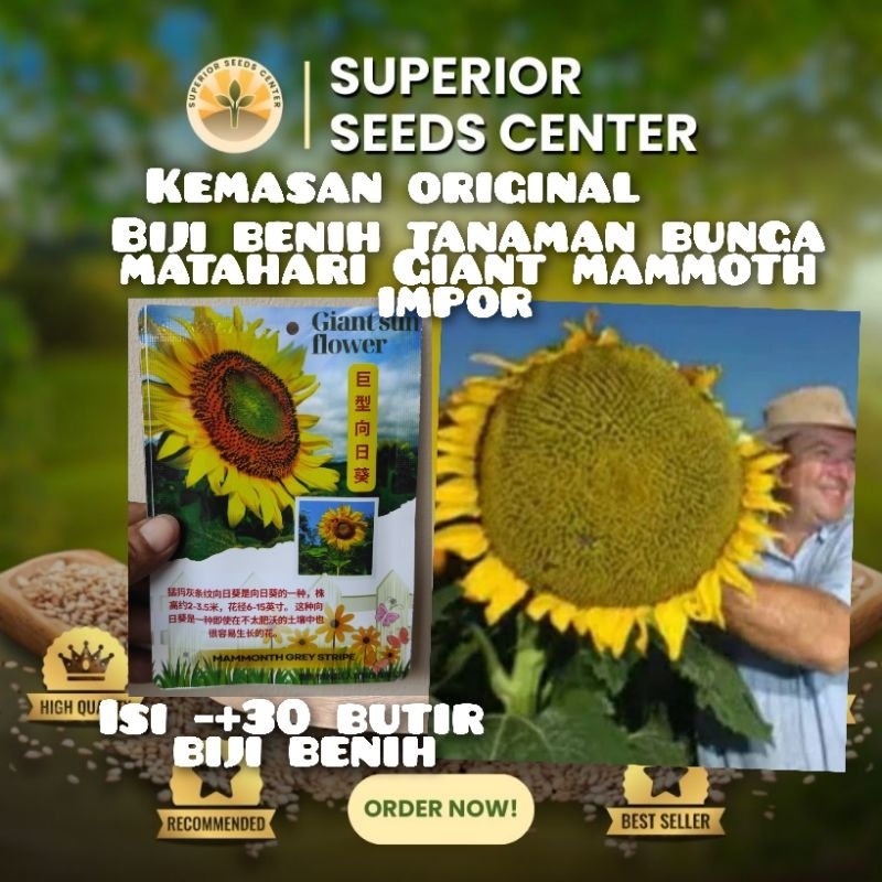 kemasan original biji benih bunga matahari Giant mammoth impor