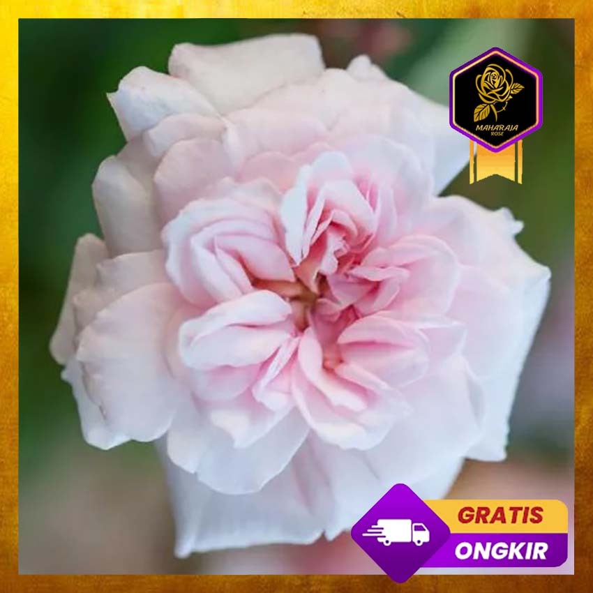 Tanaman Mawar Import Cecile Brunner