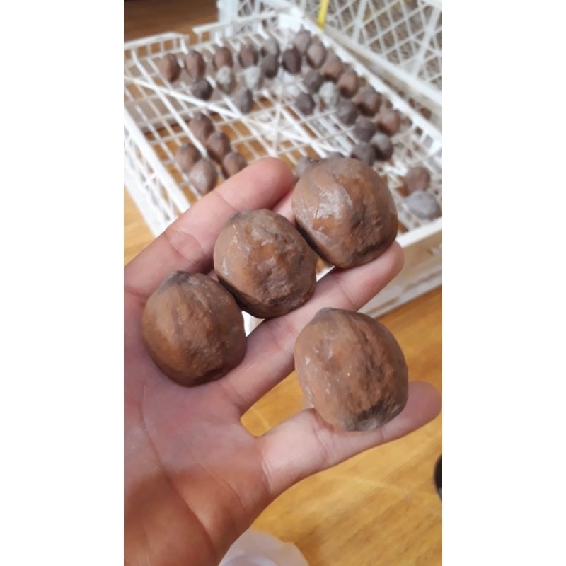 Muncang Adu jalim / anak mayit asli garut