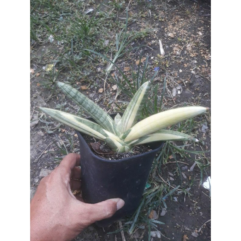 Sanseviera boncel  varigata