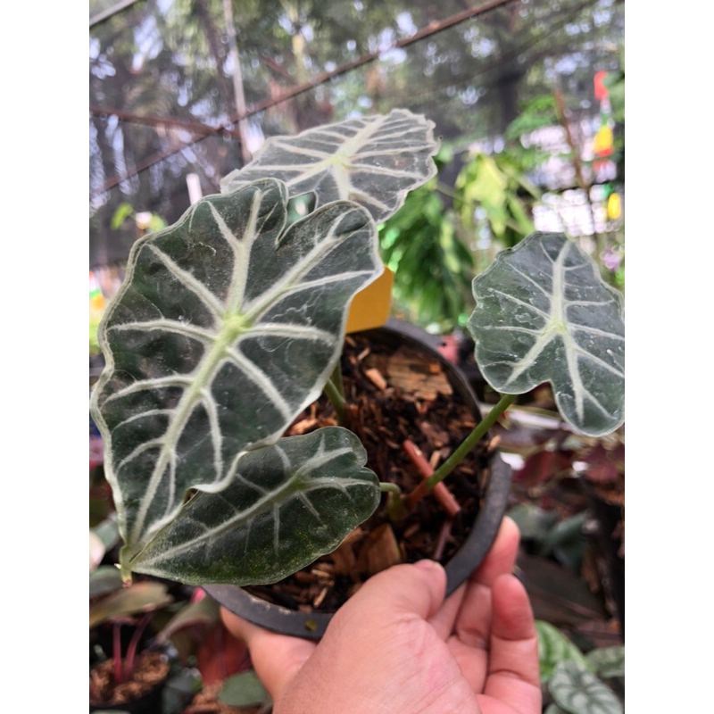 ALOCASIA AMAZONICA POLY / Parasol mini