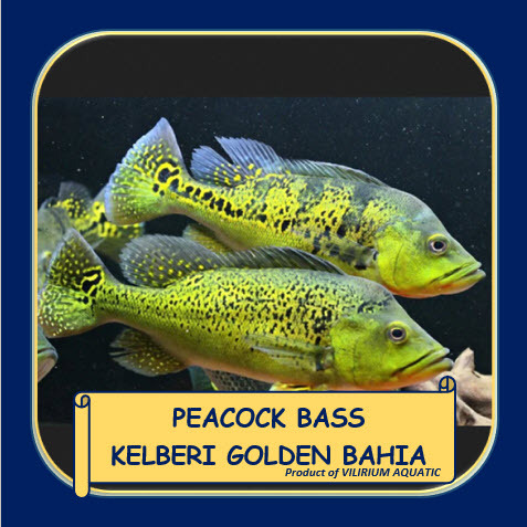 IKAN HIAS AIR TAWAR - PEACOCK BASS KELBERI GOLDEN BAHIA / PEACOCK BASS BAHIA