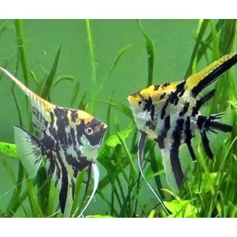 ikan hias manfish Ikan hias aquarium aquascap air tawar