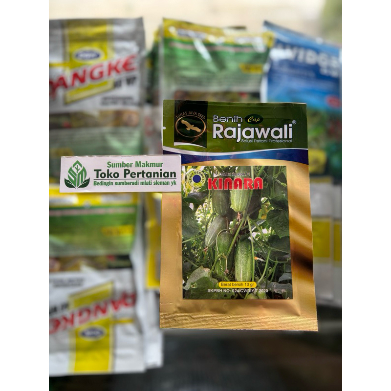 BIBIT TIMUN BABY RAJAWALI