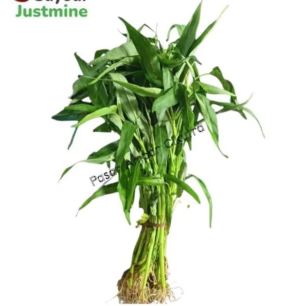 

Kangkung Hijau 1 ikat , 5 ikat