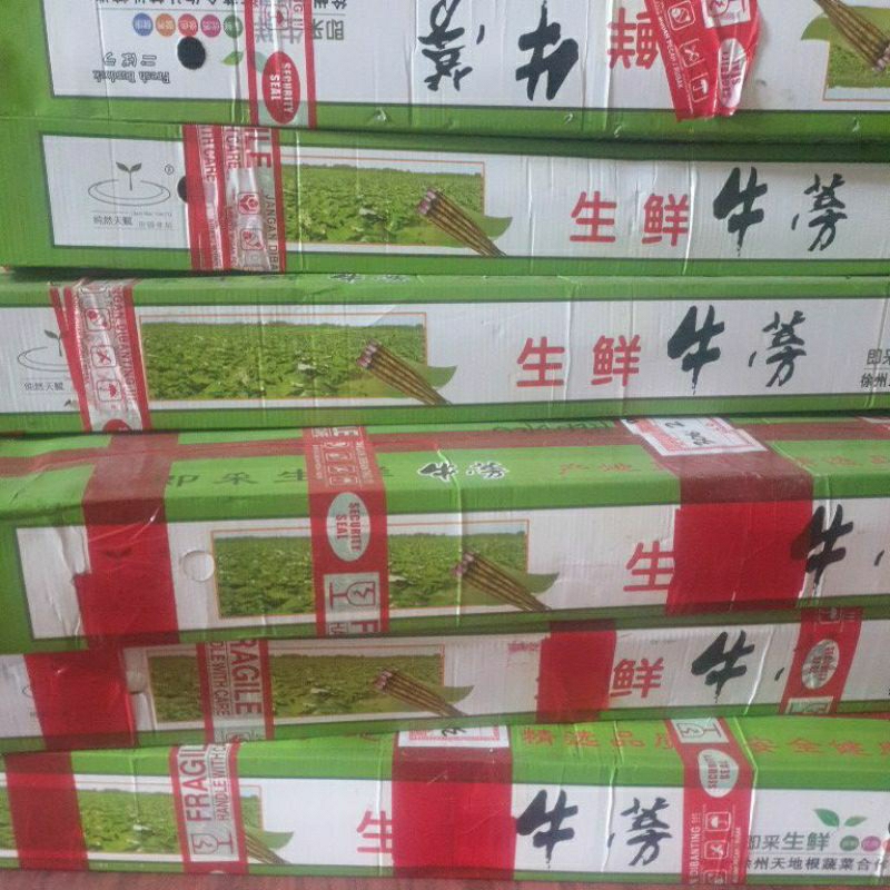 

Ketela Gobo 1 Karton 10kg | Burdock root