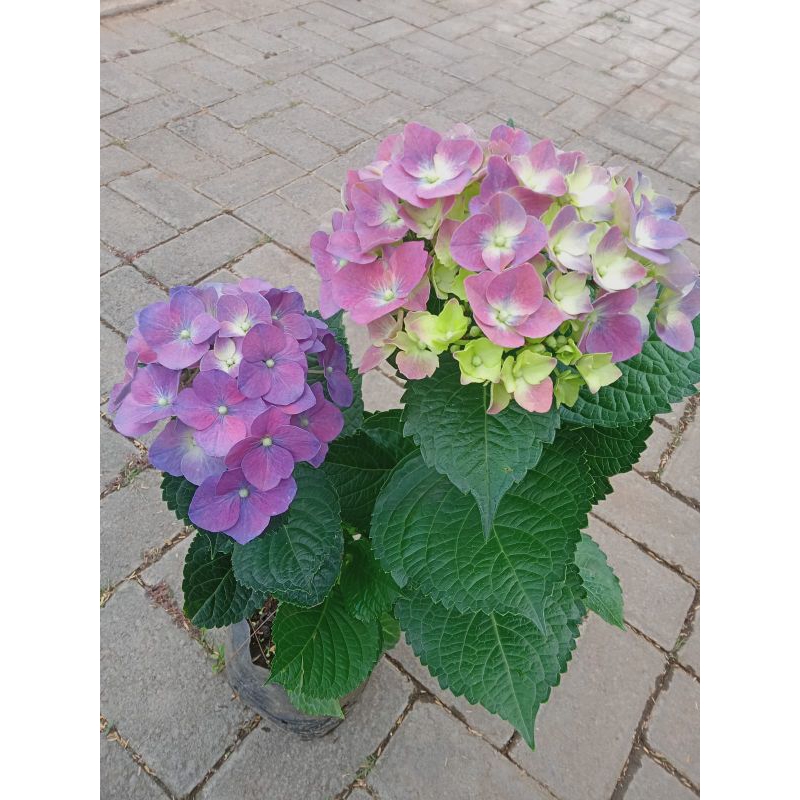 BUNGA HIAS PANCAWARNA / HORTENSIA