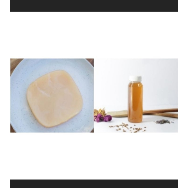 

paket bundling membuat kombucha sendiri scoby teh fermentasi jamur dipo