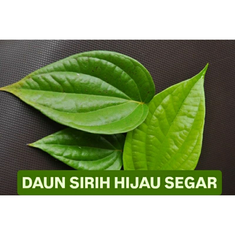 

Daun sirih hijau segar|Daun sirih|daun sirih 100% organik