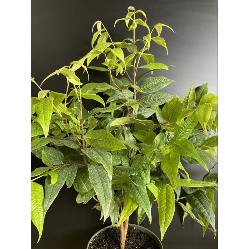 INDUKAN ANGGUR POHON BUAH PUTIH SIAP BERBUAH