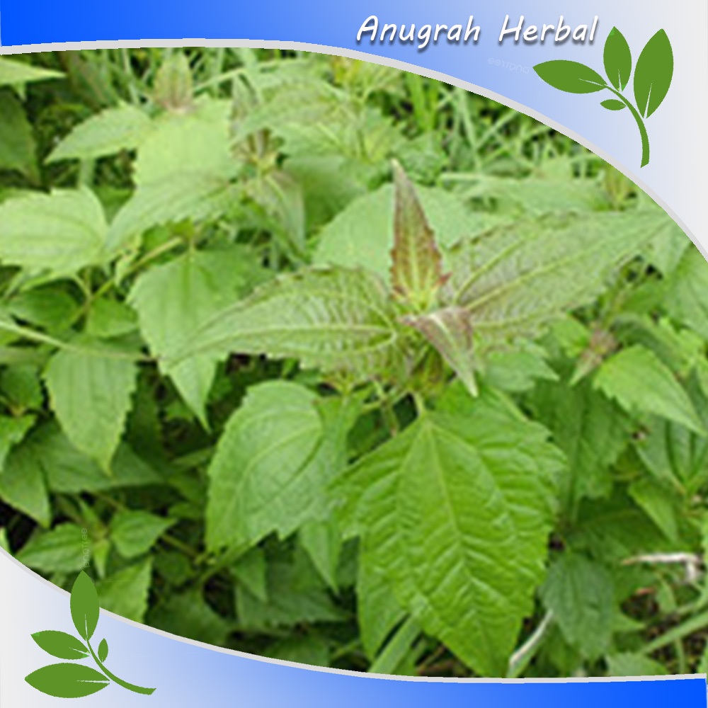 

Daun Marenggo - Kirinyuh Segar 1 Kg Bersih Herbal alami