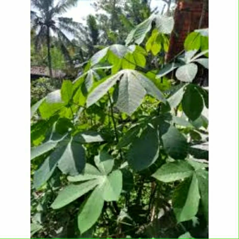 

500 GRAM DAUN SINGKONG KARET SEGAR