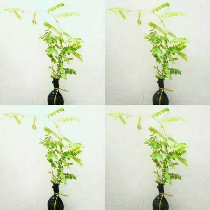 BIBIT SAGA POHON SAGA RAMBAT SIAP TANAM