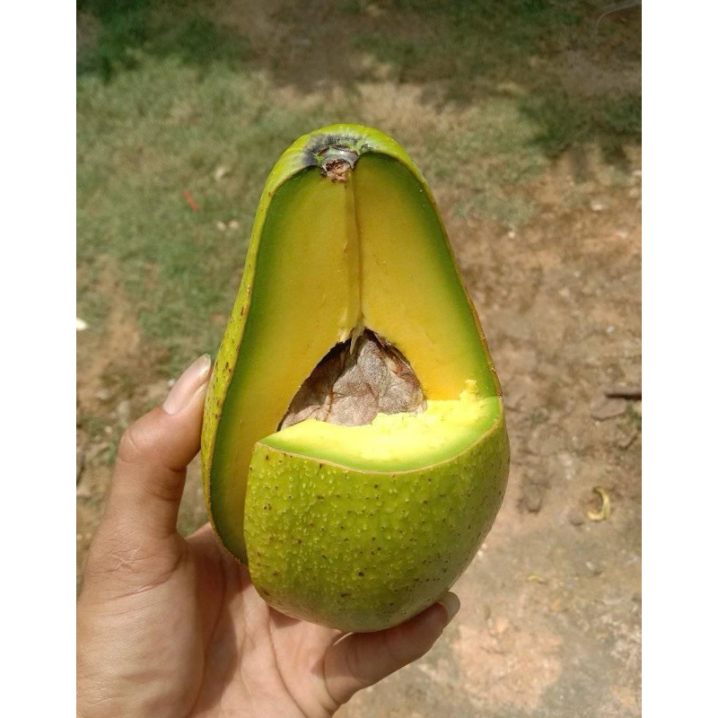 

Alpukat Mentega Super - Buah Alpukat Segar