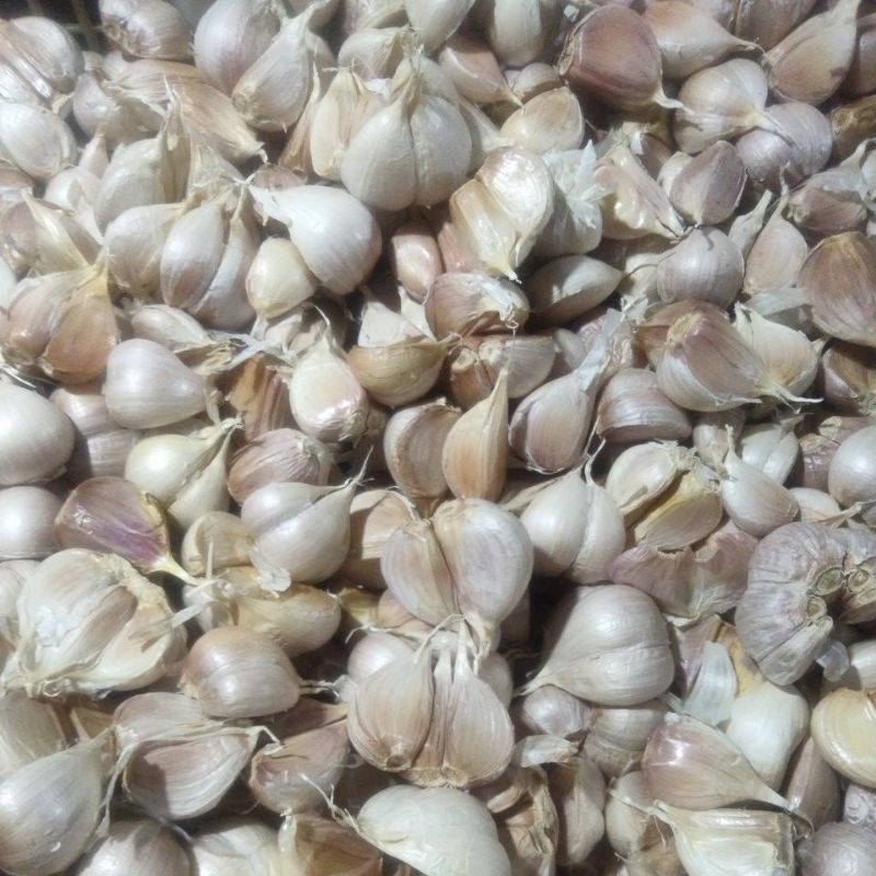

Bawang putih Kating Kulit