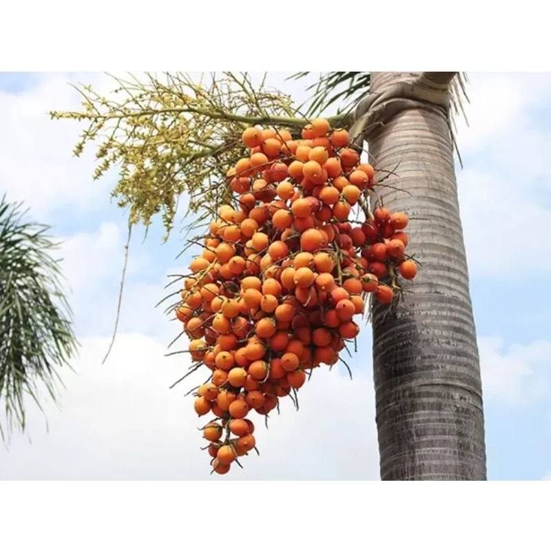 

BUAH PIANANG TUA JAMBE TUA SEGAR FRESH 1Kg