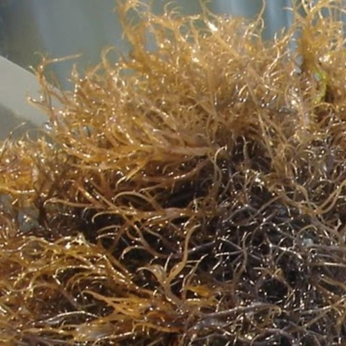 

Rumput laut Gracilaria Sp ukuran 1kg