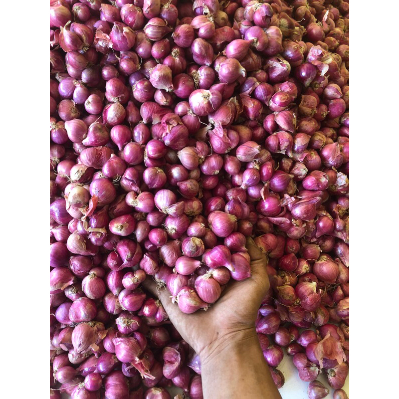 

Bawang Merah 1kg