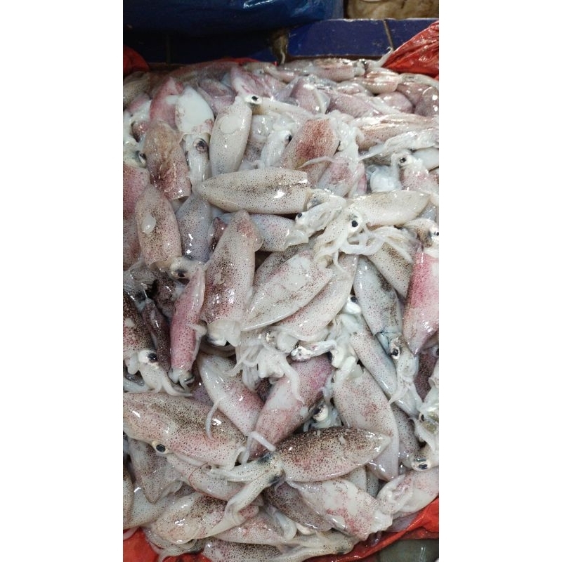 

Cumi-Cumi Laut