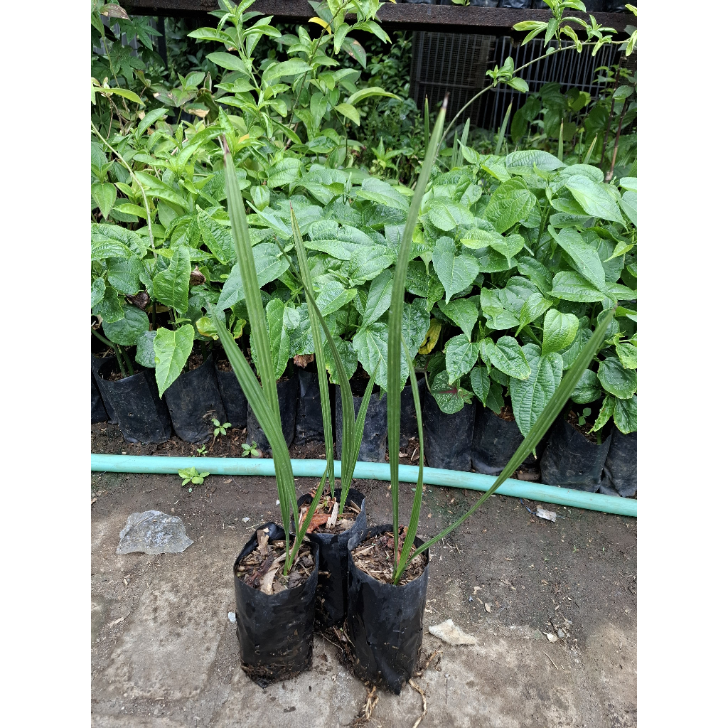 bibit pohon kurma ajwa / bibit tanaman kurma ajwa / Bibit Tanaman pohon kurma ajwa / Kurma ajwa