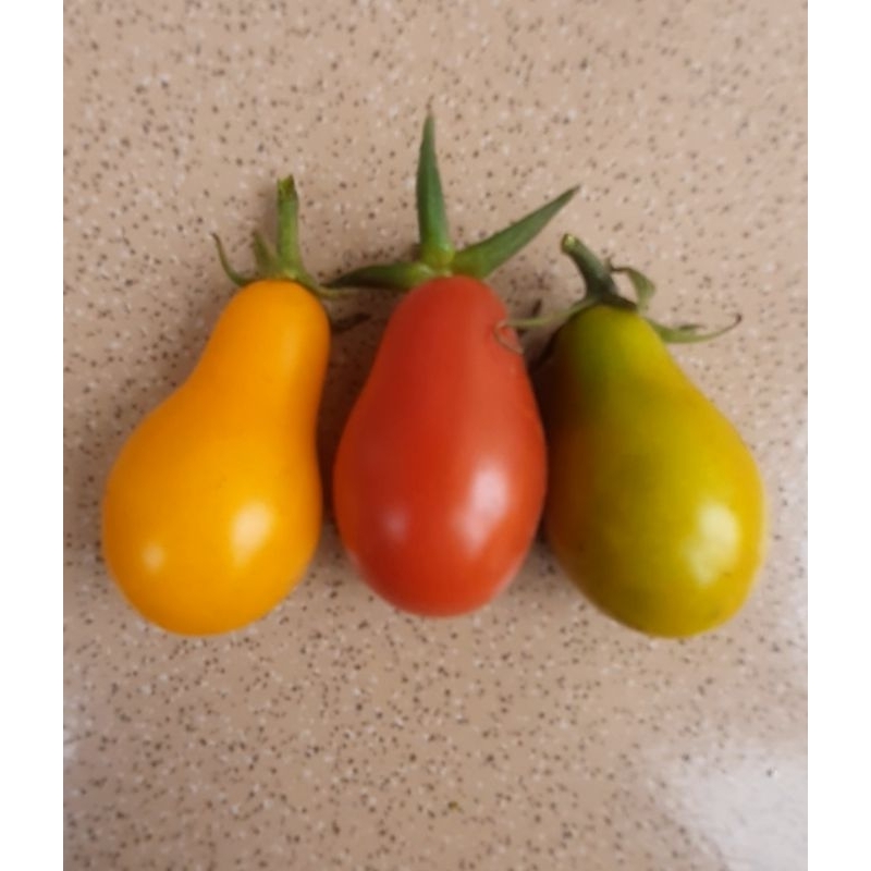 

paket Buah Tomat Pear Series (3 Buah)