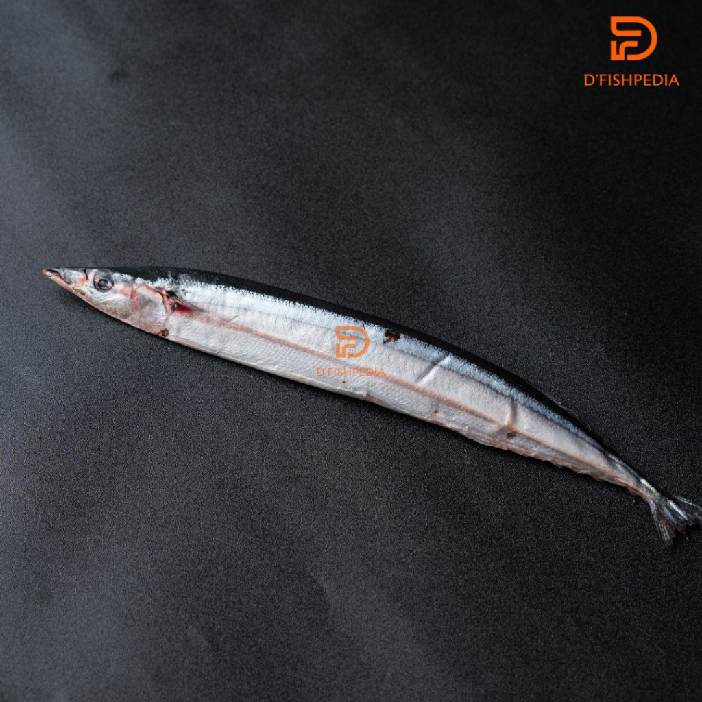 

IKAN SANMA JEPANG SMALL PACK