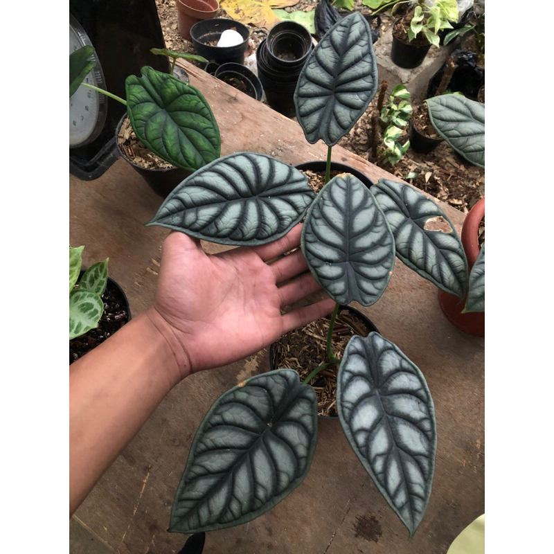 paket alocasia