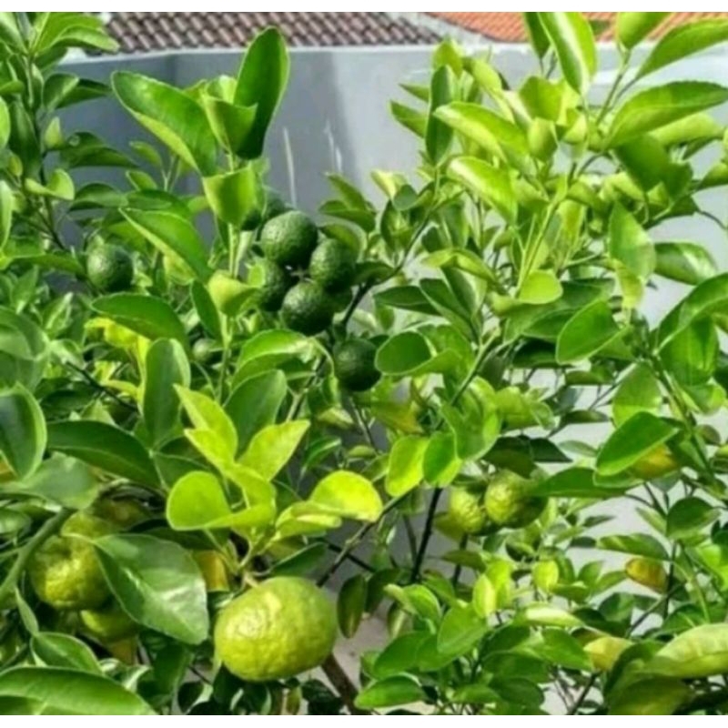 Tanaman Jeruk Sambal / Jeruk Limau