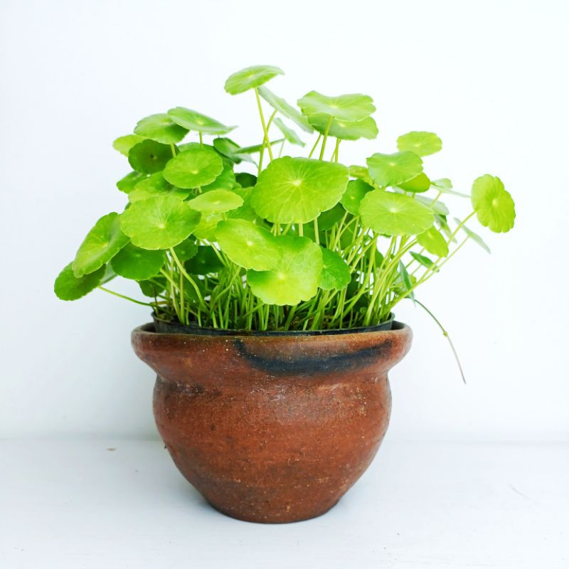 Tanaman Pegagan Air Minimal CO 10k bisa digabung tanaman lain. Hydrocotyle Vulgaris tanaman hias can