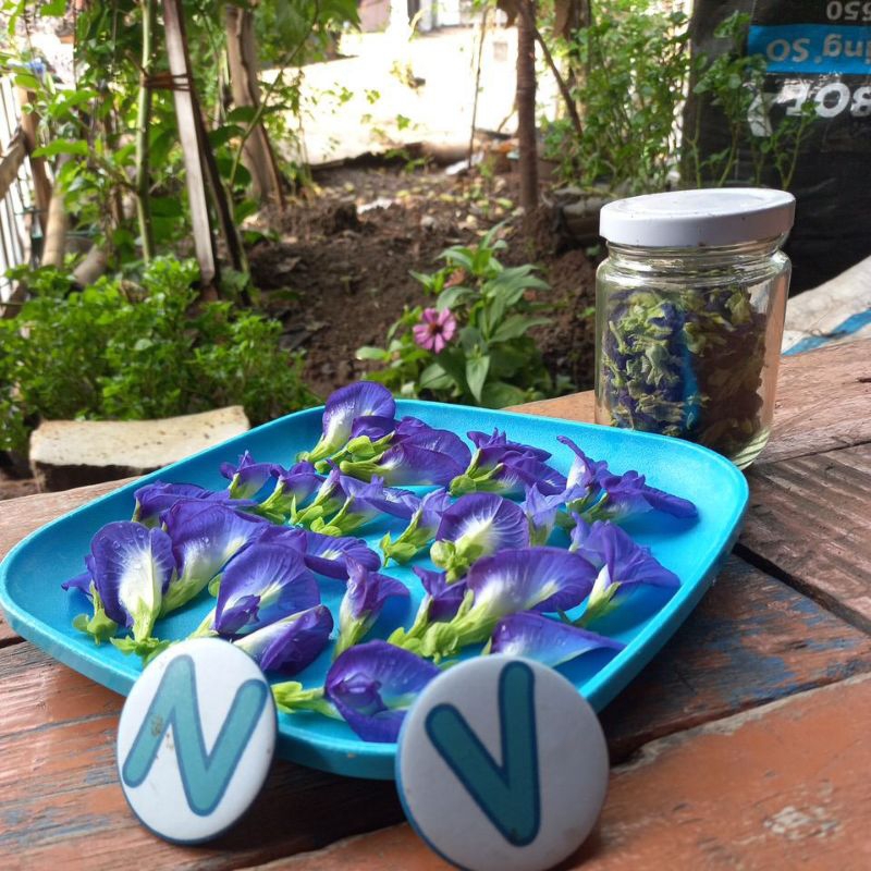 

teh bunga telang kering