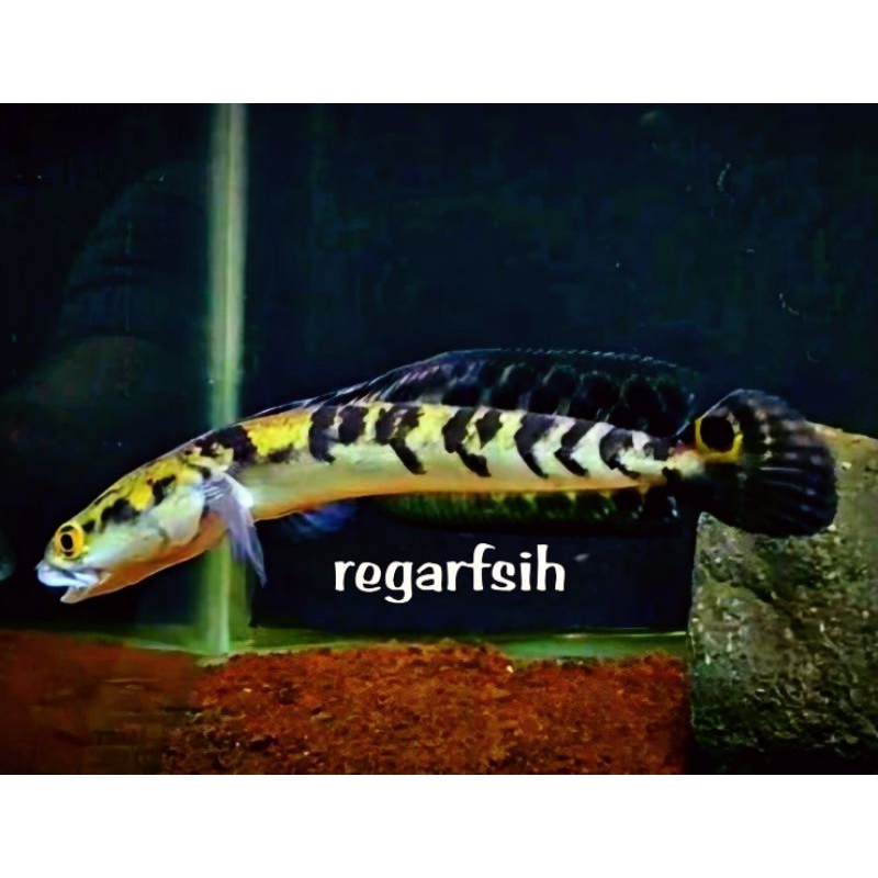 Maru Yellow Sentarum Bahan Progres Terbaik