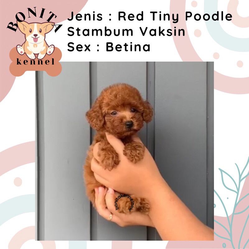 Harga poodle red Terbaru Okt 2024 BigGo Indonesia