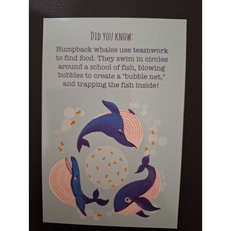 

kartu pos did you know lumba lumba/dolphin did you know postcard