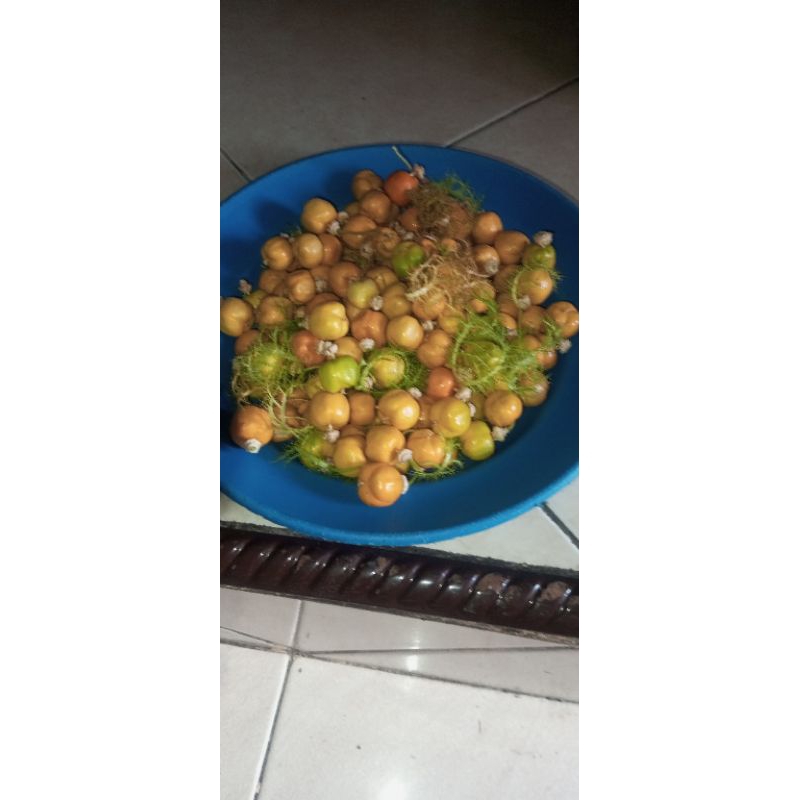 

buah.rambusa.isi 20bj