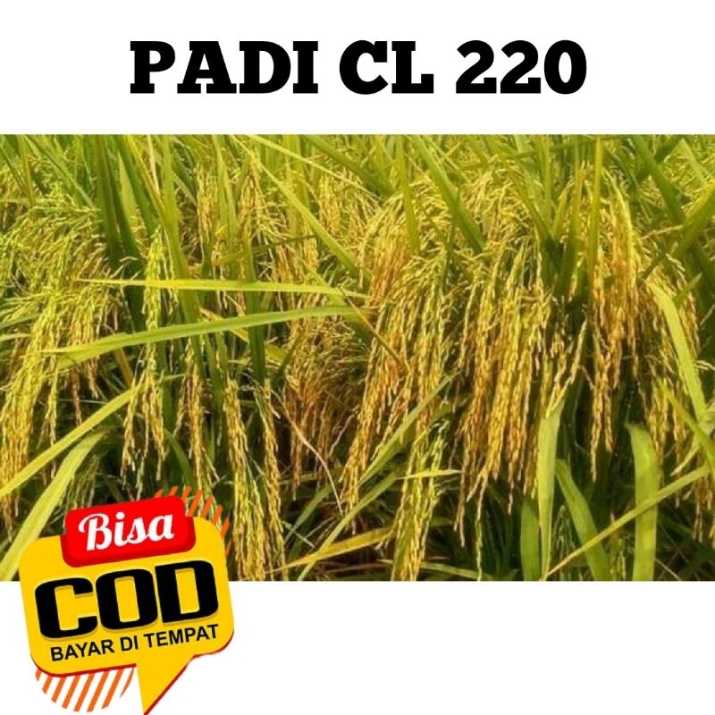Benih Padi CL 220 Kemasan 1kg