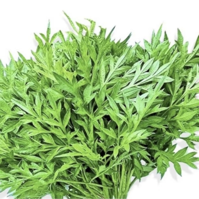 

daun kenikir segar 300gram