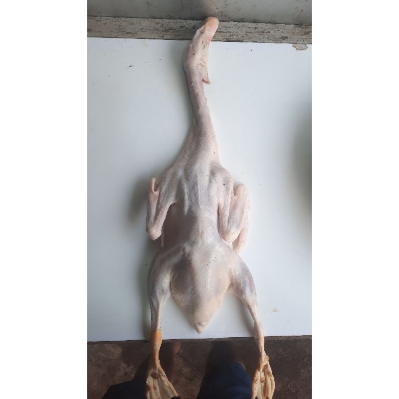 

Daging BEBEK HIBRIDA (Pedaging) Ukuran 1400g & 1500g