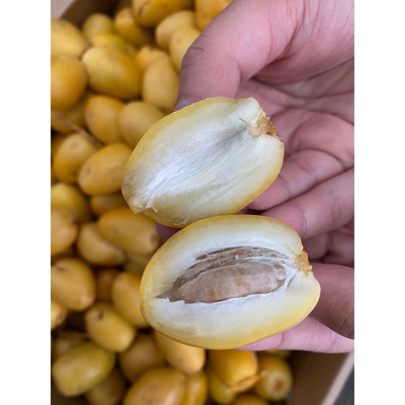 

Kurma Muda Kuning Bahri